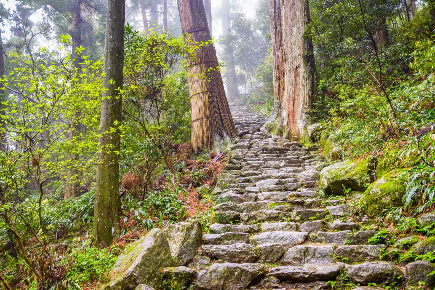 Stone steps climbing through a forest representing the TBBF Pathway